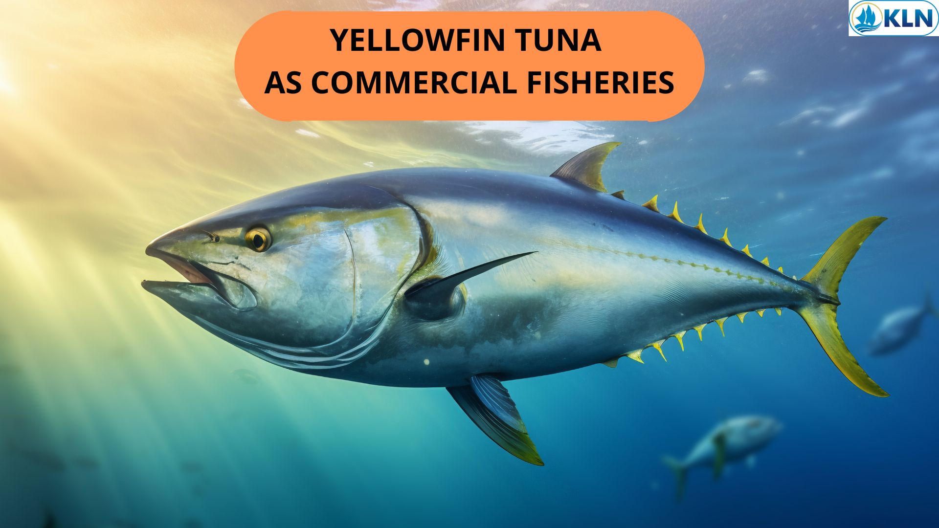 YELLOWFIN TUNA AS COMMERCIAL FISHERIES